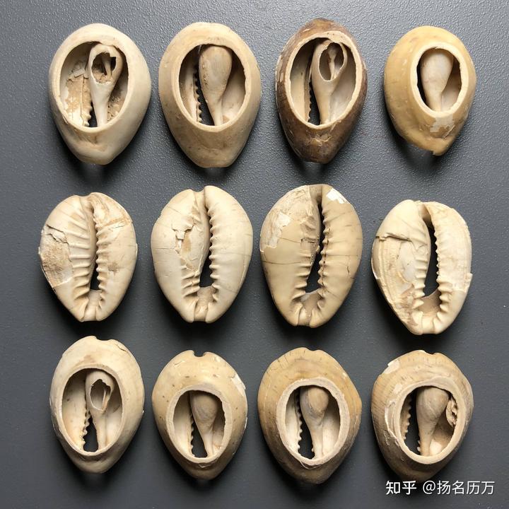 夏朝史料依据_研究夏朝的书籍_我们研究夏朝历史的途径有哪些