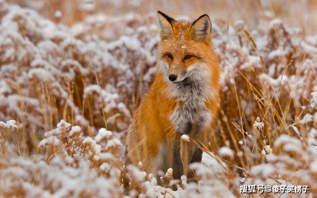 荷趣文史大阅读_文史知识阅读答案_王荆公旁听文史阅读答案