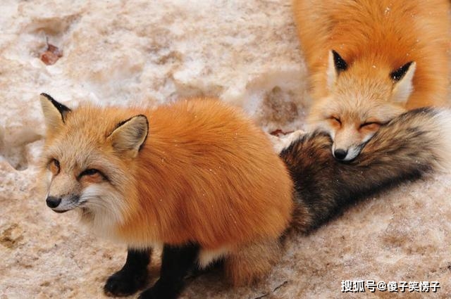 文史知识阅读答案_王荆公旁听文史阅读答案_荷趣文史大阅读