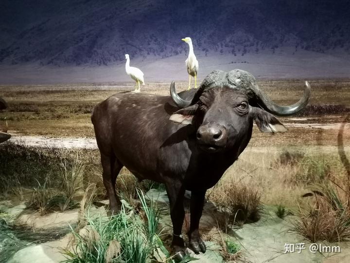 深圳历史博物馆_深圳博物馆历史文物_深圳历史博物馆文物介绍