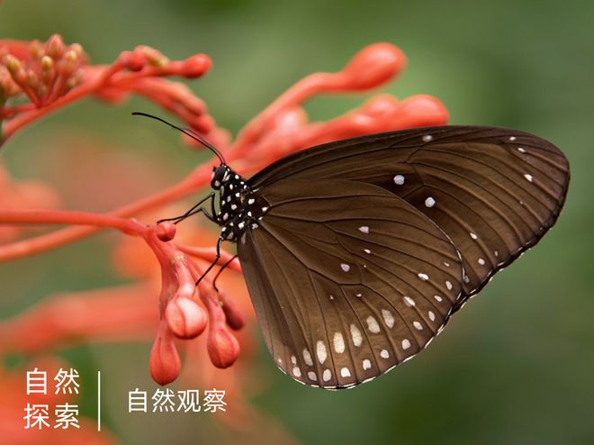 探索自然奥秘_自然探索_与儿童一起探索自然