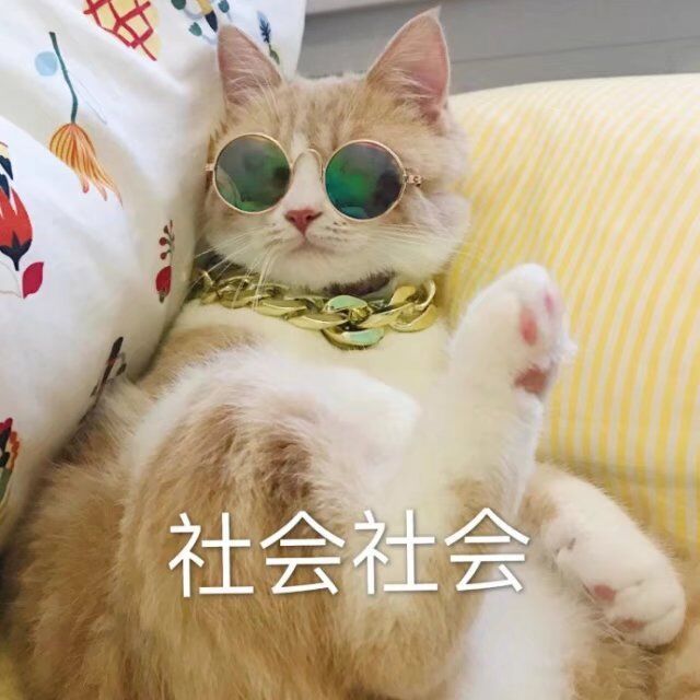社会摇社会摇_什么叫社会摇_会摇社会摇