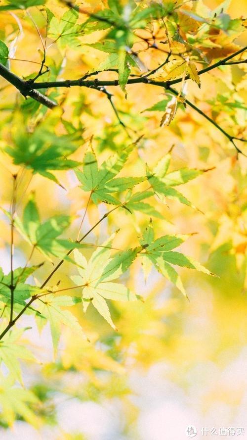 探索历史的奥秘_探索奥秘2021_《探索历史的奥秘》
