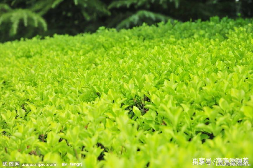英国茶叶历史_茶叶的历史_茶叶历史文化简介