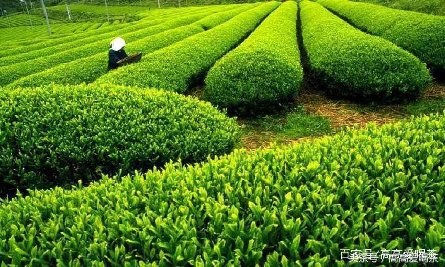 英国茶叶历史_茶叶的历史_茶叶历史文化简介