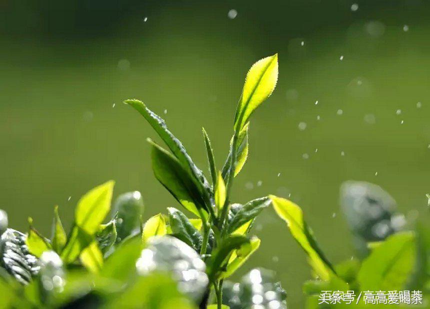 英国茶叶历史_茶叶的历史_茶叶历史文化简介