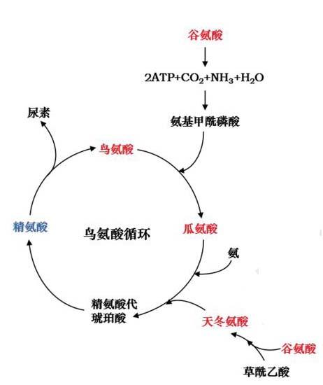 茶叶历史起源发展文化_英国茶叶历史_茶叶的历史