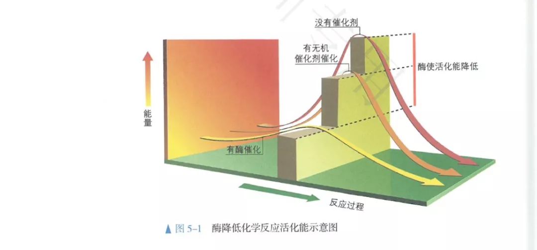 酶研究进展_酶的研究历史_酶科学史流程图