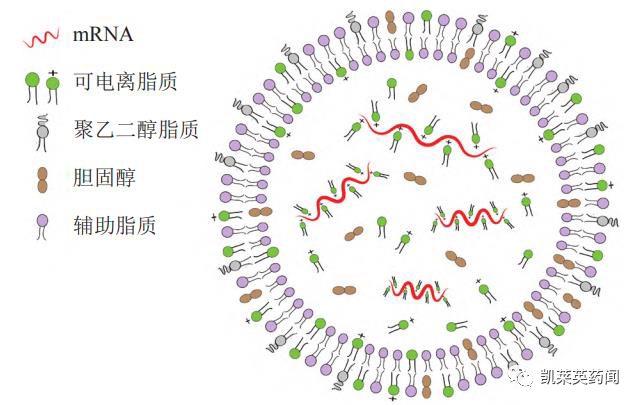 酶的研究历史_酶的研究现状_酶的研究简史