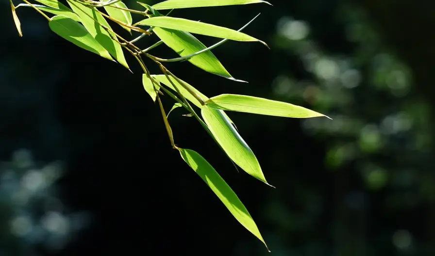 豪放派最具代表人物_豪放派代表人物_豪放派代表人物主要有