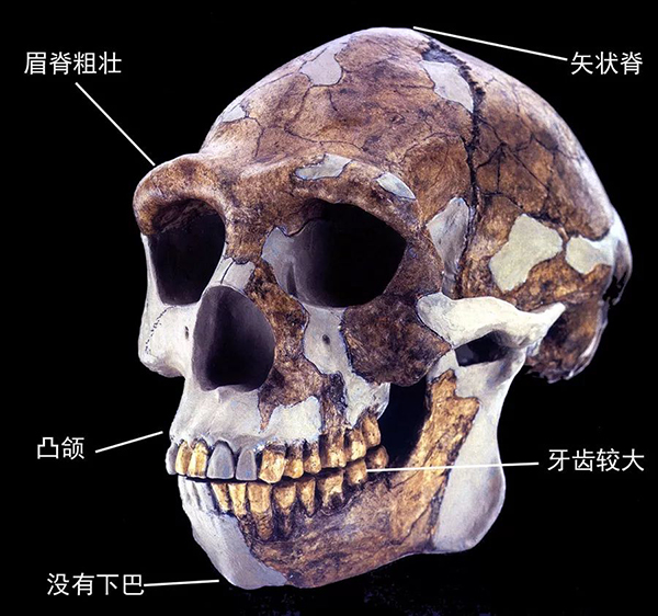 在北京发现的古人类_北京人的发现对于研究古人类什么的历史具有_北京古人类研究所