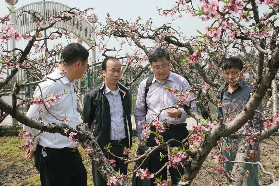 阳山水蜜桃的历史由来_阳山水蜜桃的历史_阳山水蜜桃历史渊源