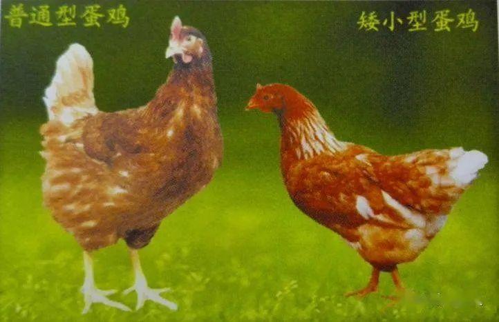 新疆农业畜牧业_新疆农业大学历史系_新疆农牧业历史研究