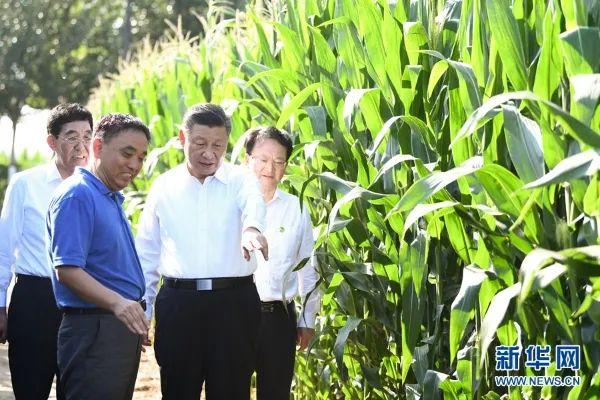 新疆农业畜牧业_新疆农业大学历史系_新疆农牧业历史研究