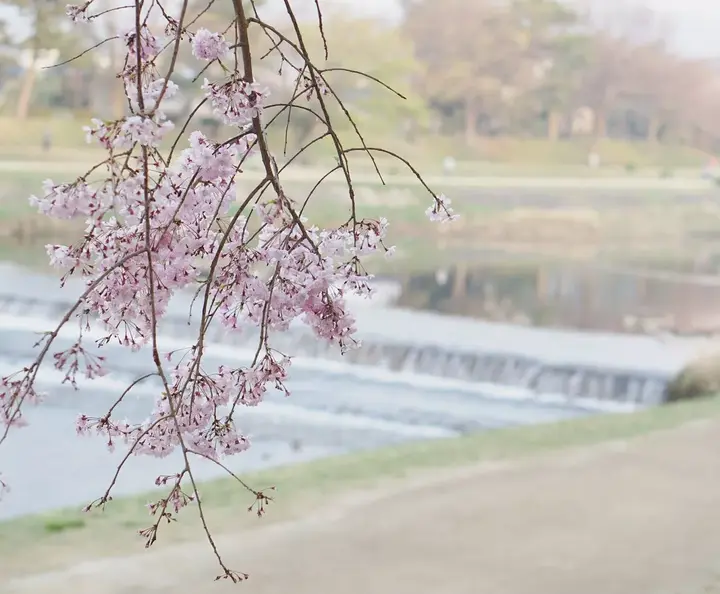 樱花历史文化诗词歌赋_樱花历史典故_樱花历史