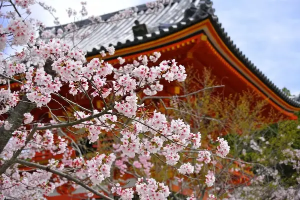 樱花历史_樱花历史典故_樱花历史文化诗词歌赋