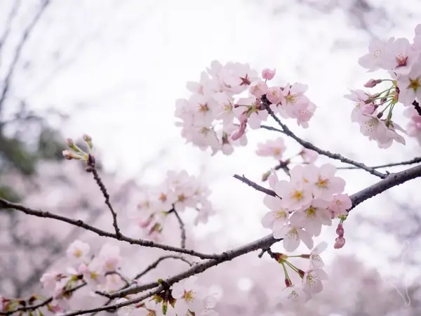 樱花历史_樱花历史文化诗词歌赋_樱花历史典故