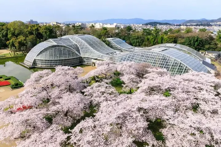 樱花历史_樱花历史典故_樱花历史文化诗词歌赋