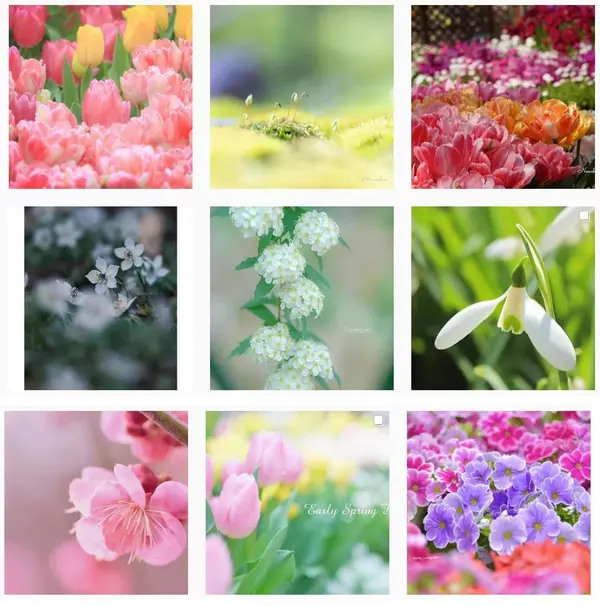 樱花历史_樱花历史典故_樱花历史文化诗词歌赋