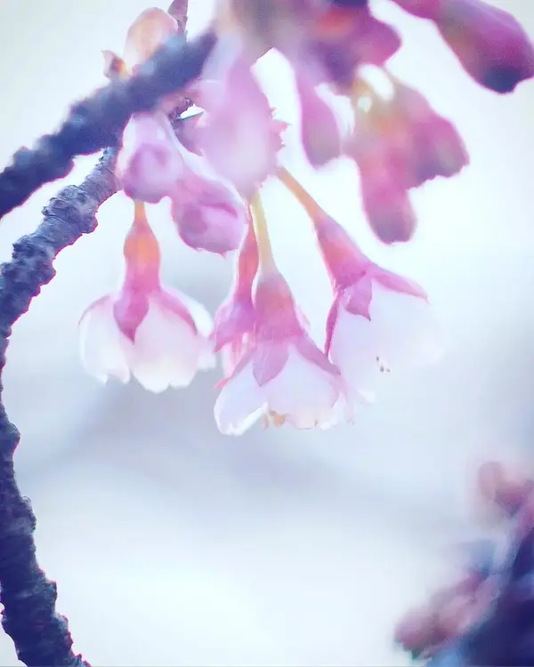 樱花历史_樱花历史典故_樱花历史文化诗词歌赋