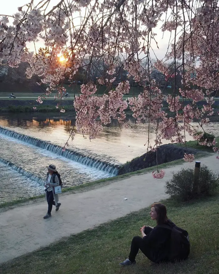 樱花历史典故_樱花历史_樱花历史文化诗词歌赋