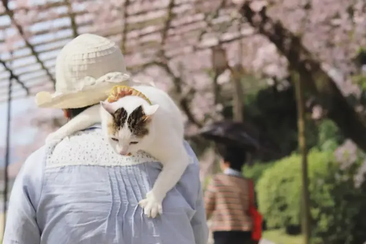 樱花历史典故_樱花历史_樱花历史文化诗词歌赋