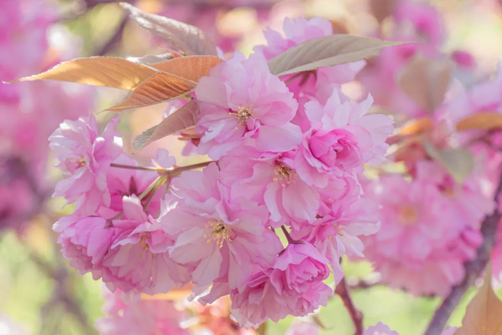 樱花历史简介_樱花历史来源_樱花历史