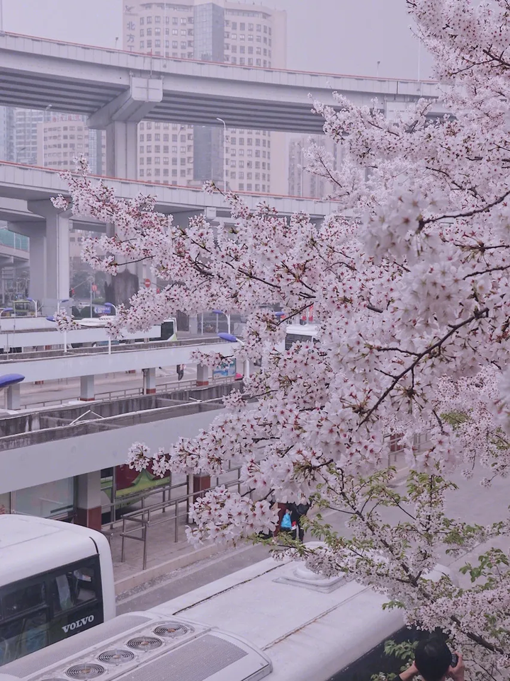 樱花历史来源_樱花历史简介_樱花历史