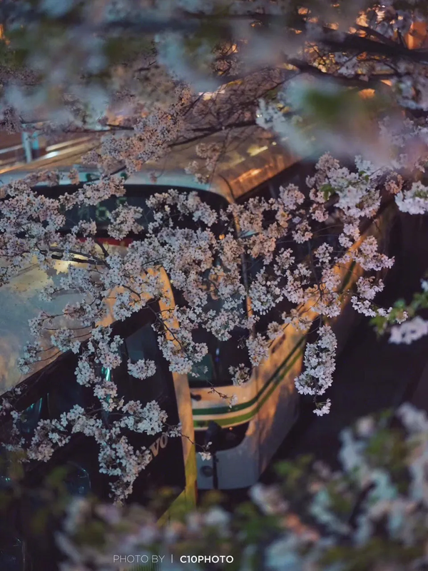 樱花历史简介_樱花历史_樱花历史来源