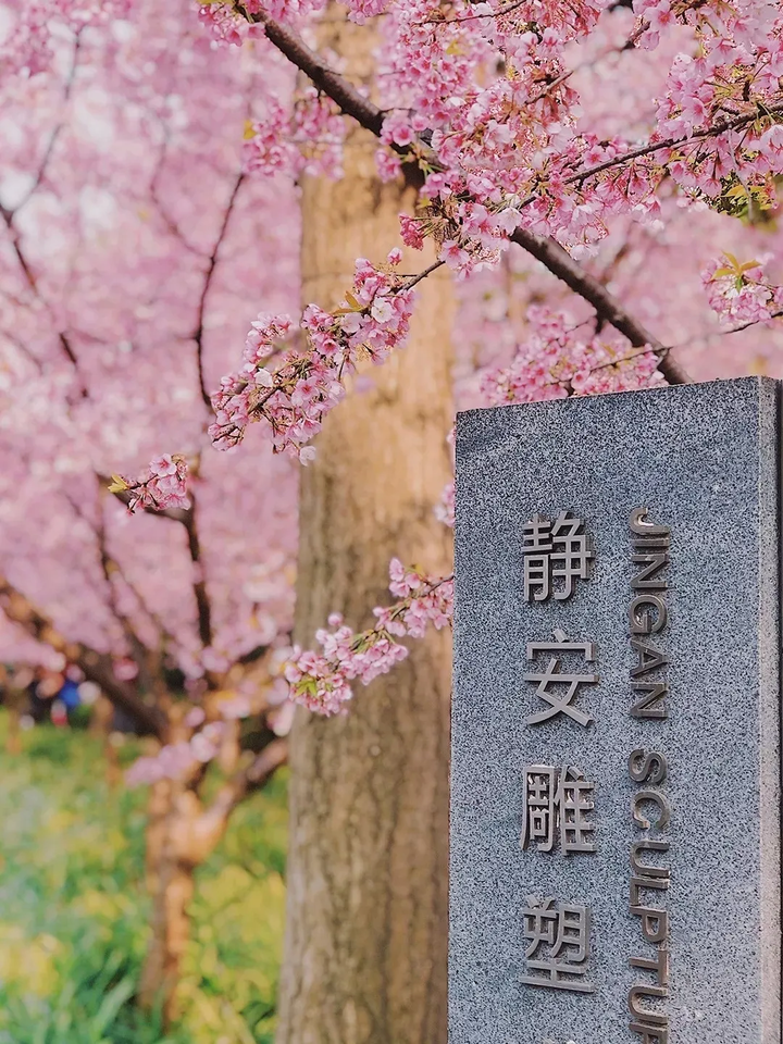 樱花历史简介_樱花历史来源_樱花历史