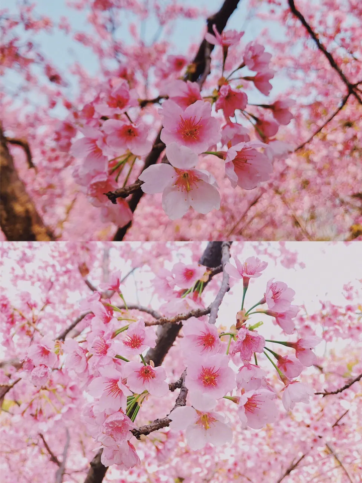 樱花历史简介_樱花历史来源_樱花历史