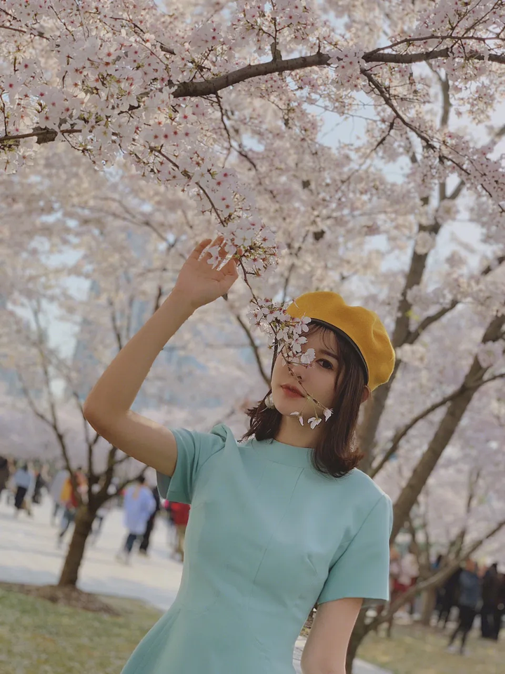 樱花历史_樱花历史简介_樱花历史来源