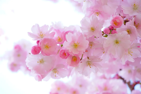 樱花历史简介_樱花历史来源_樱花历史