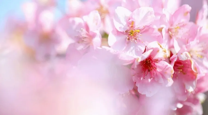樱花历史简介_樱花历史_樱花历史来源