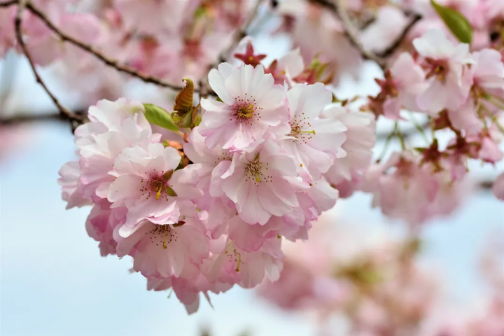 樱花历史_樱花历史简介_樱花历史来源