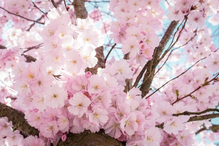 樱花历史简介_樱花历史来源_樱花历史