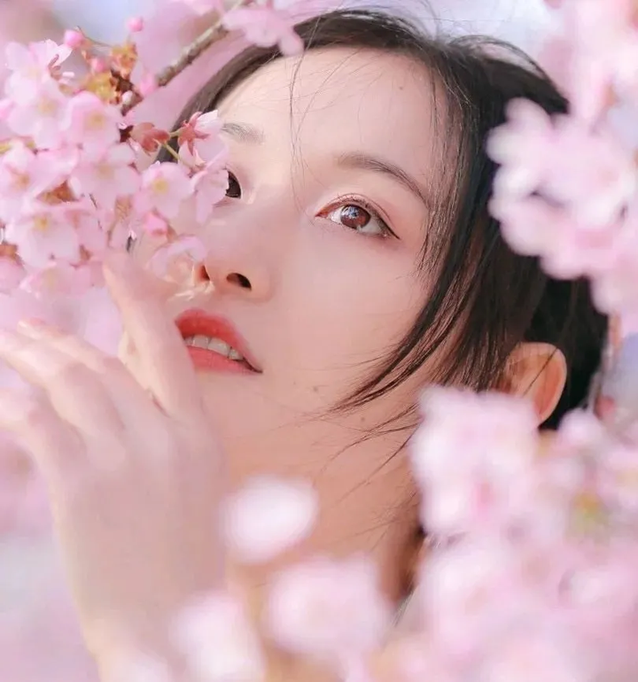 樱花历史简介_樱花历史_樱花历史来源