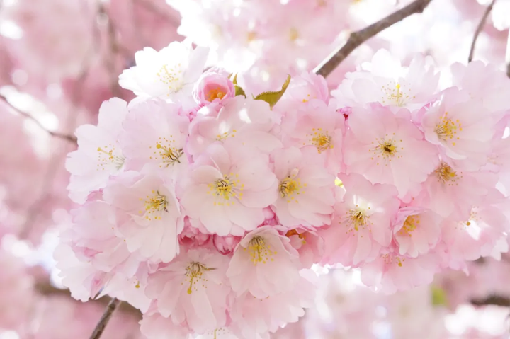 樱花历史简介_樱花历史_樱花历史来源