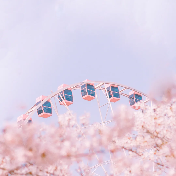 樱花历史_樱花历史简介_樱花历史来源