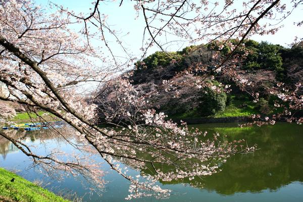 樱花历史_樱花历史文化诗词歌赋_樱花历史来源