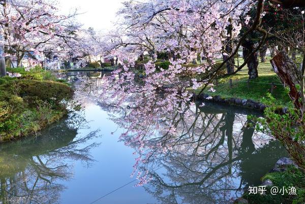 樱花历史来源_樱花历史_樱花历史典故