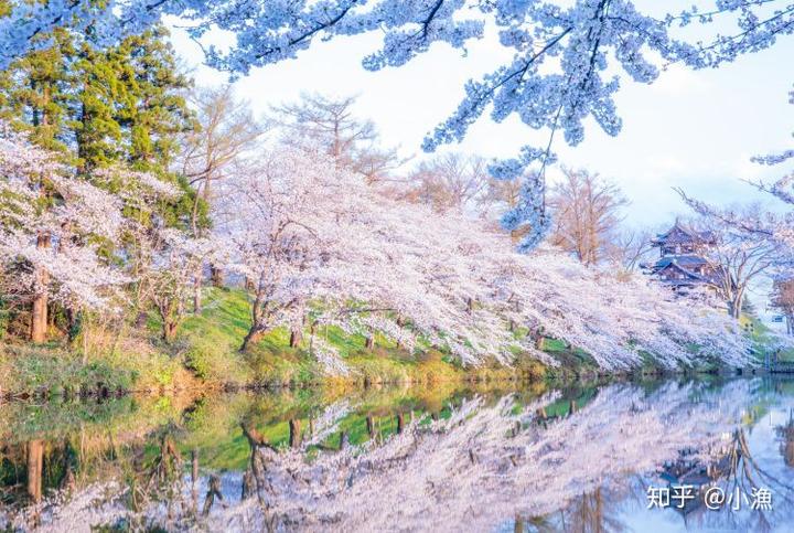 樱花历史典故_樱花历史_樱花历史来源