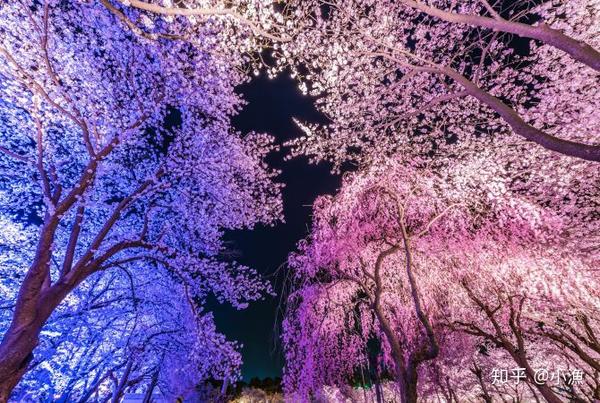 樱花历史来源_樱花历史典故_樱花历史