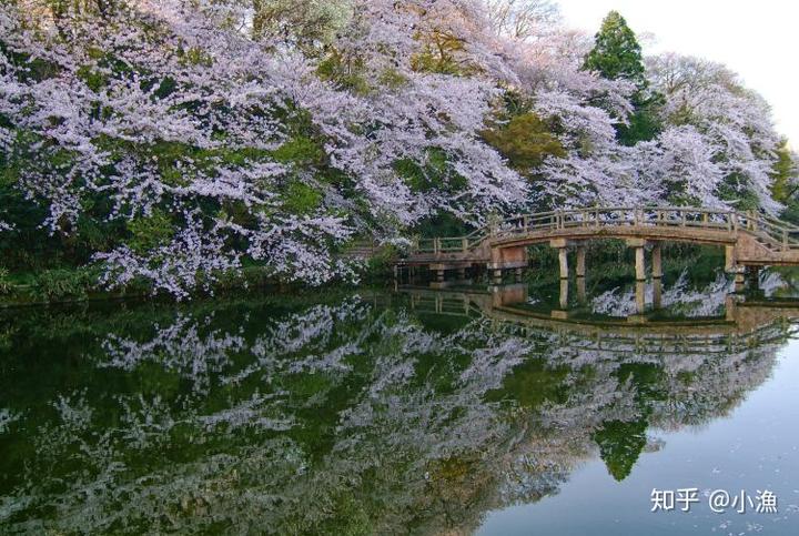 樱花历史来源_樱花历史典故_樱花历史