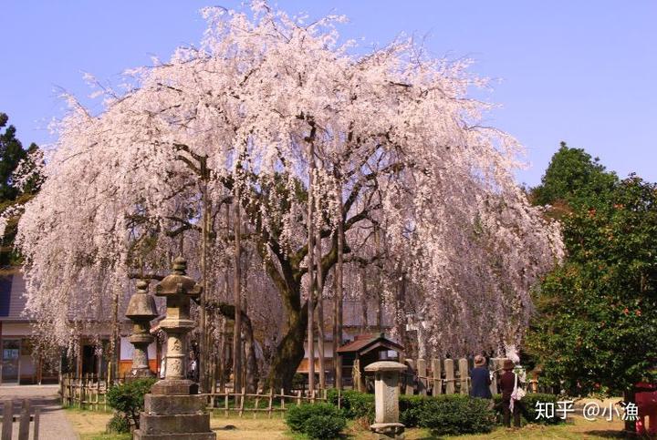 樱花历史来源_樱花历史_樱花历史典故