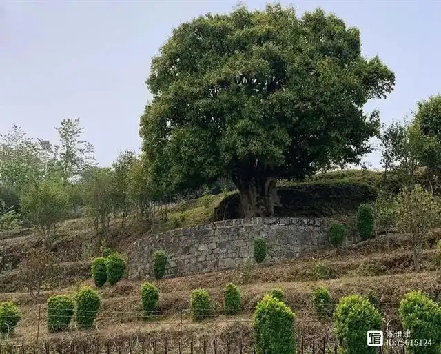 凤庆历史地名_凤庆历史文化名城_凤庆县历史名人