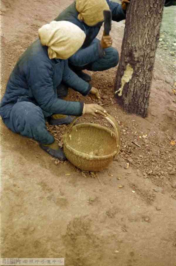 1942 河南大饥荒，真实的历史老照片 3b_3_1667河南省，人们从树上剥树皮作食物(1943)0.jpg