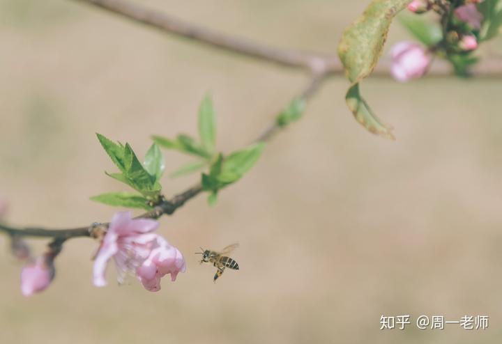 吴中盛文史什么意思_吴中盛文史_吴中盛文史下一句