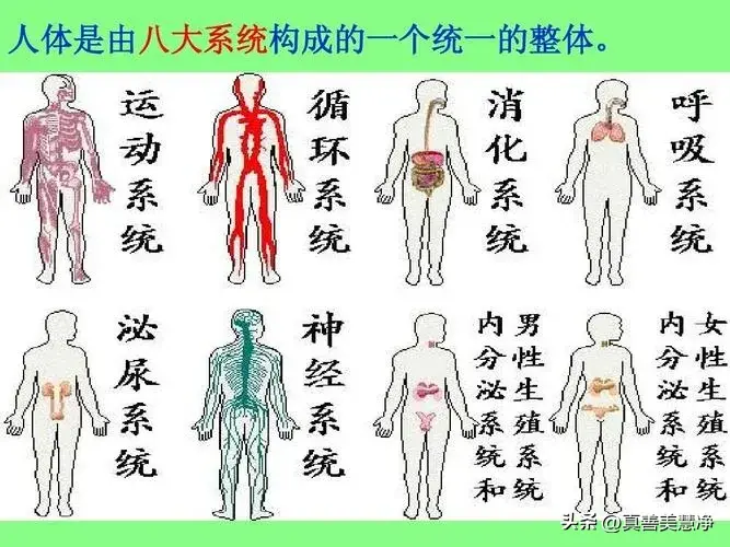 人类社会的矛盾是_人类社会矛盾的基本规律_矛盾人类社会是谁提出的