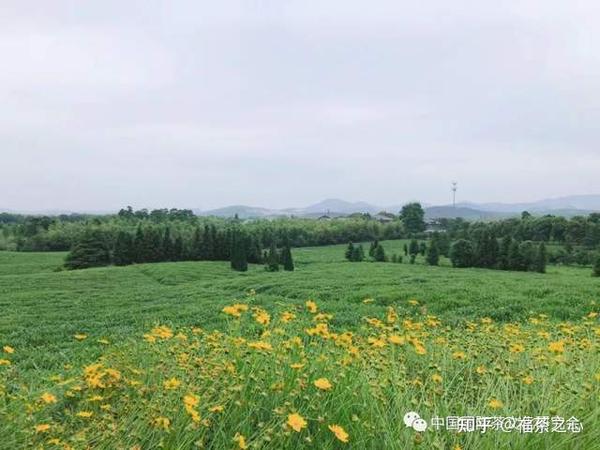 茶叶的发展历史_茶叶历史发展史_茶叶历史发展篇